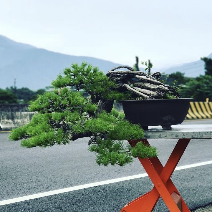 五葉松裸根半懸崖中品:: 七代園盆栽美術舘