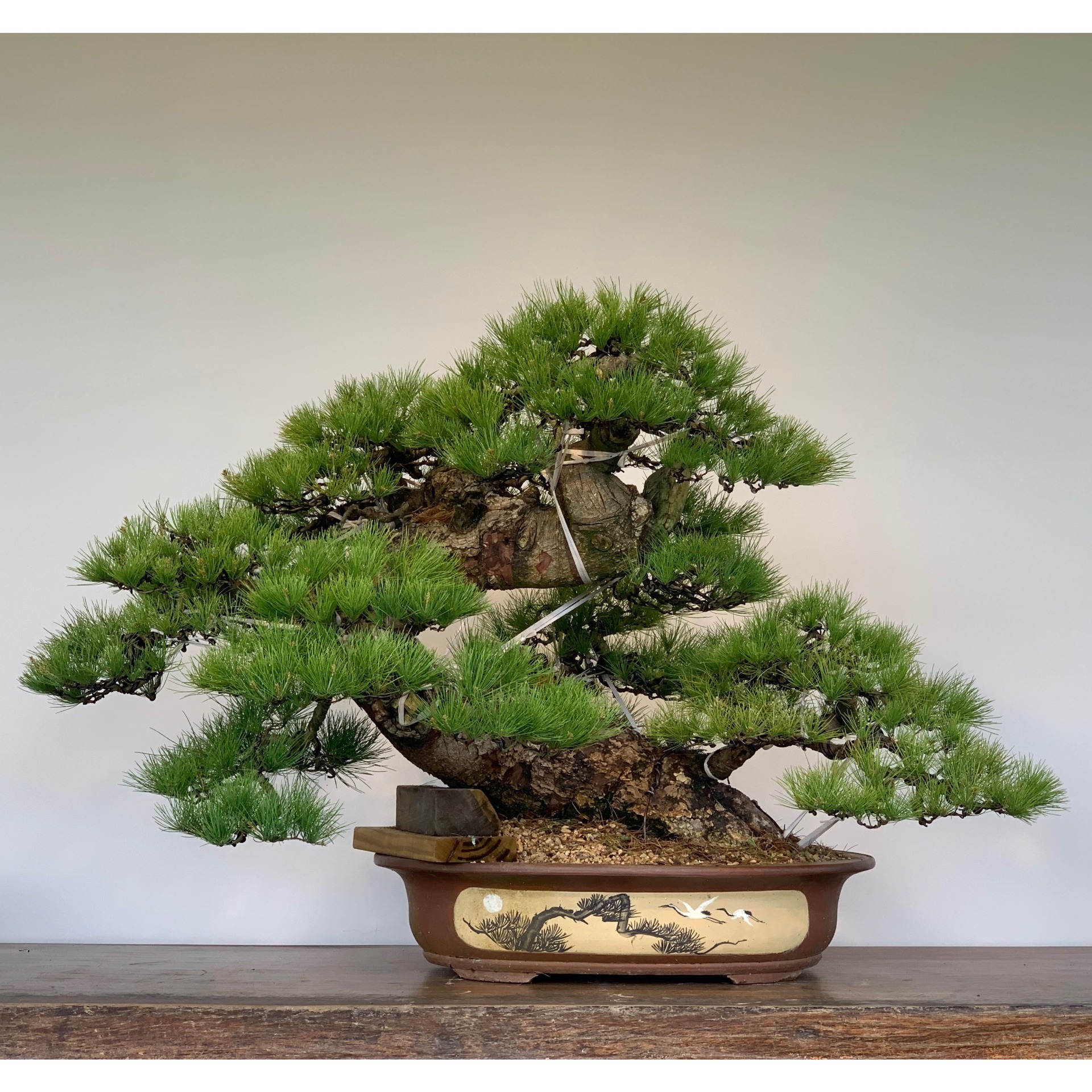 五葉松變化大品創作過程烏日陳董:: 七代園盆栽美術舘