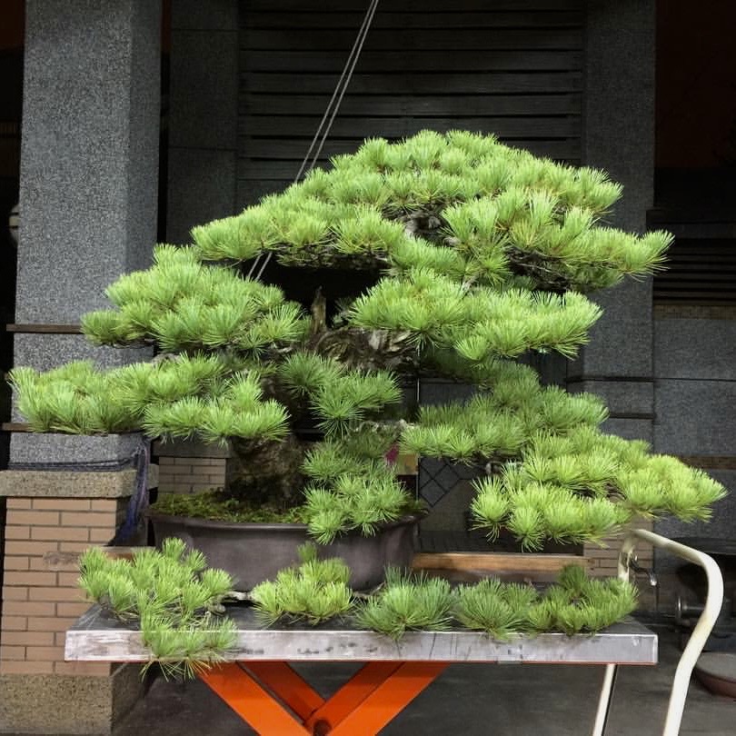 五葉松模樣大品創作過程七代園最早期上盆:: 七代園盆栽美術舘