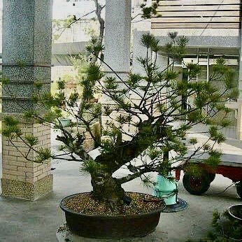 五葉松模樣大品創作過程七代園最早期上盆:: 七代園盆栽美術舘