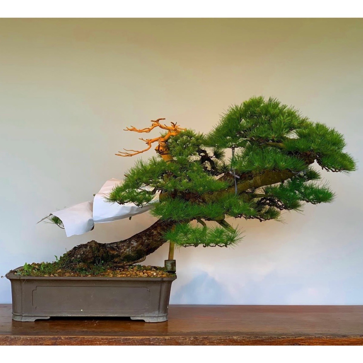 五葉松斜幹大品創作過程:: 七代園盆栽美術舘