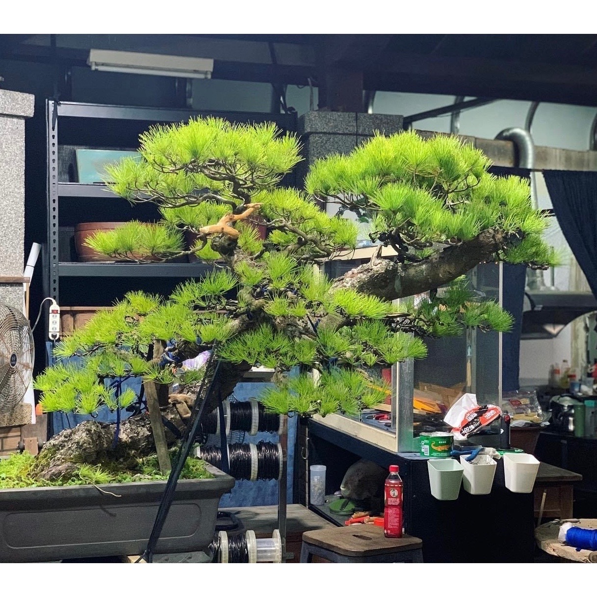五葉松　[双幹斜幹木]　大品盆栽 五葉松 [双幹斜幹木] 大品盆栽 【公式通販】
