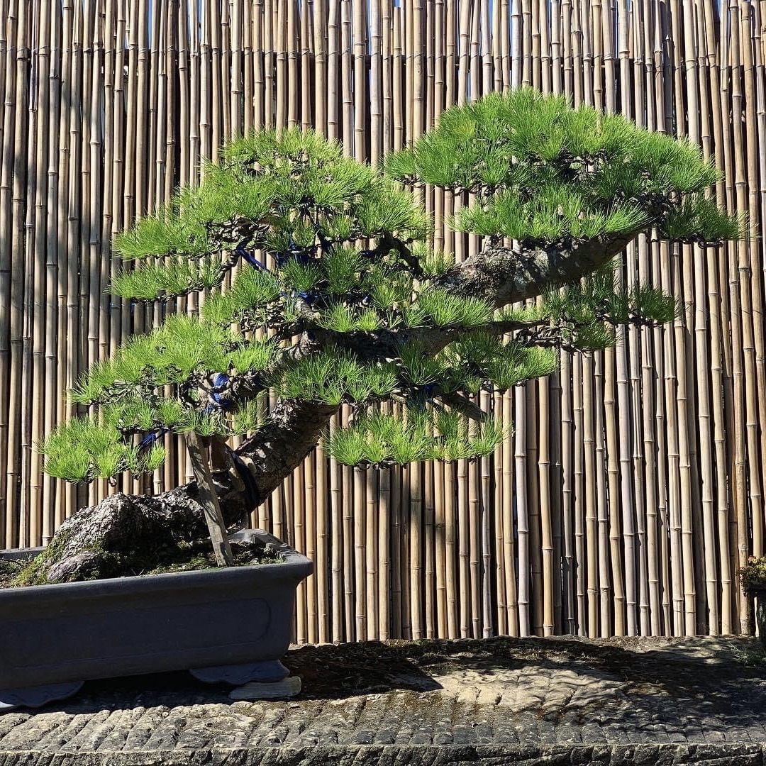 五葉松　[双幹斜幹木]　大品盆栽 五葉松斜幹大品創作過程:: 七代園盆栽美術舘