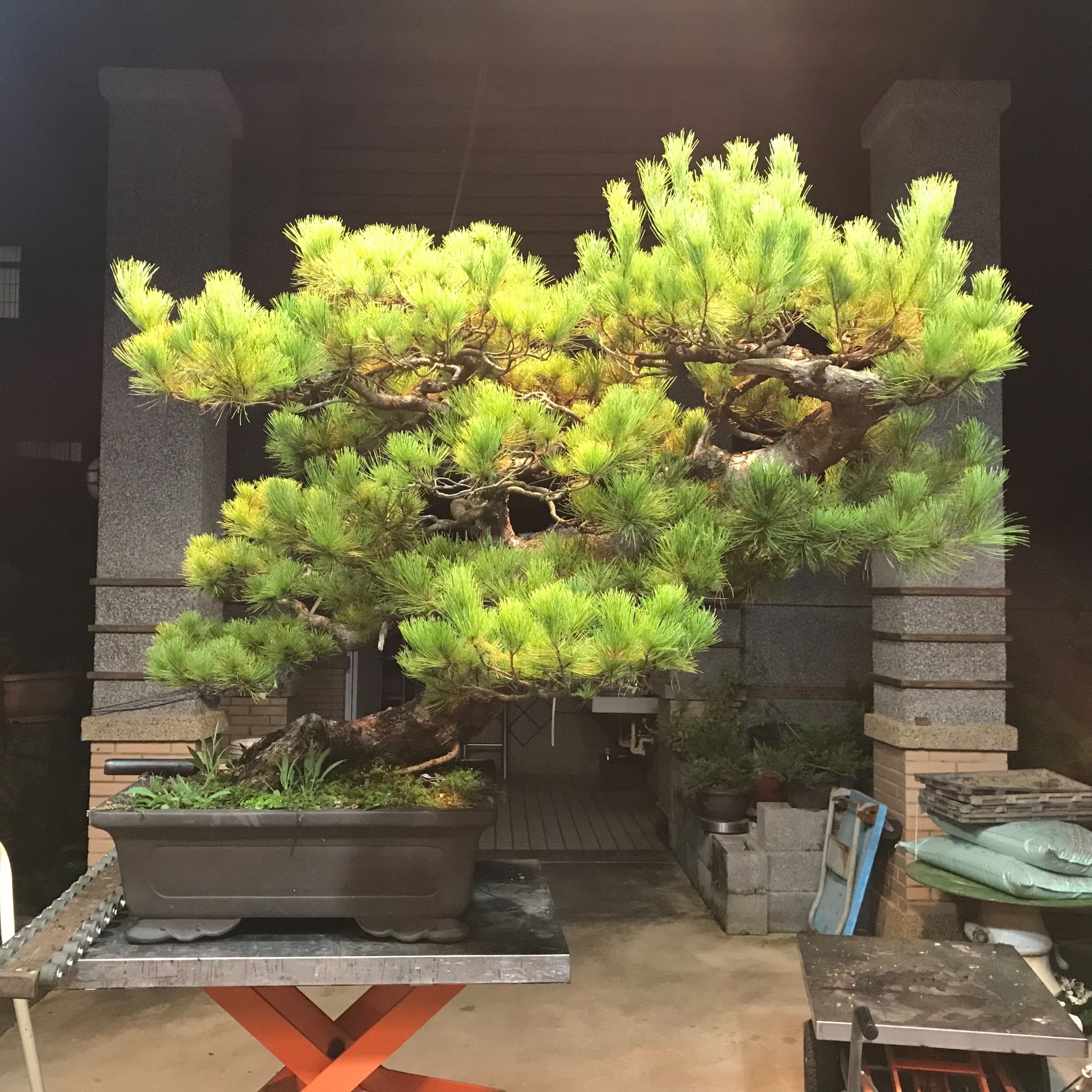 五葉松　[双幹斜幹木]　大品盆栽 五葉松盆栽 双幹 No.a7-24 | 五葉松 専門盆栽園 松風園(しょうふうえん