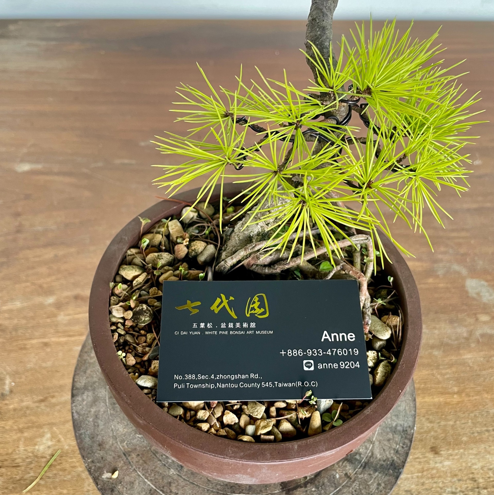 五葉松文人小品:: 七代園盆栽美術舘