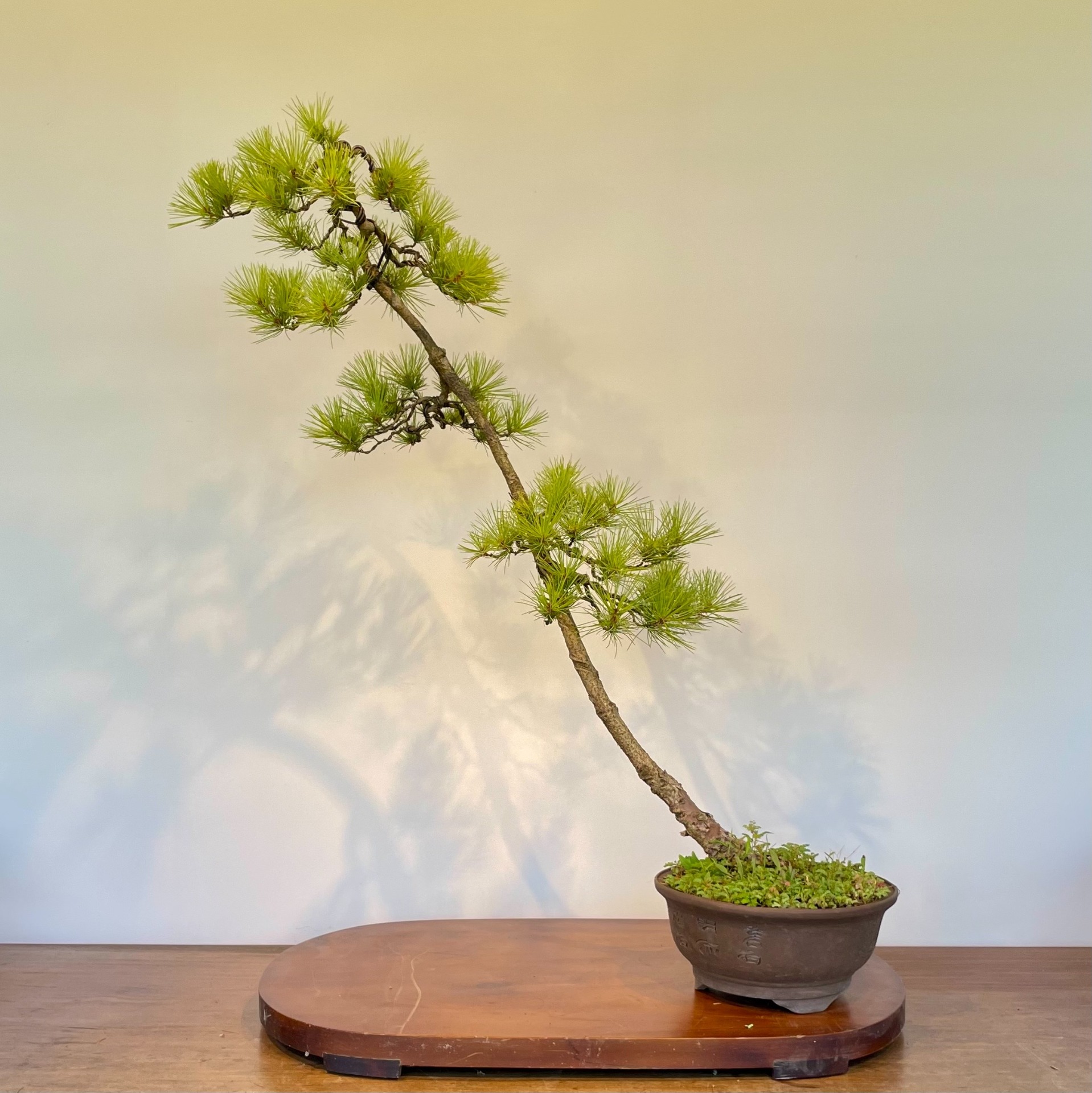 超激得，低価 五葉松 五葉松盆栽 盆栽